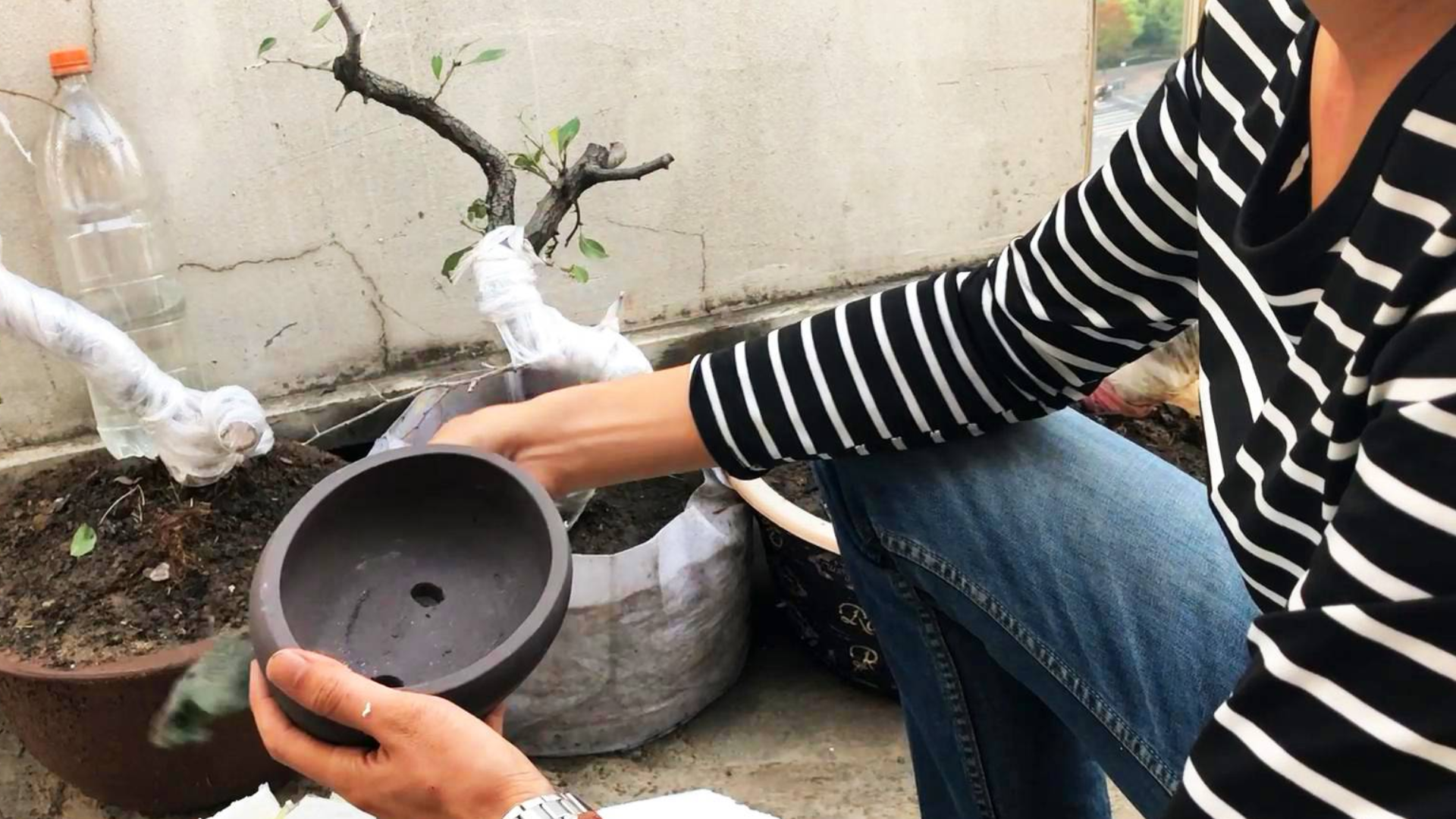 喜欢上盆景了,这紫色的小陶土花盆物美价廉,直接买了一箱